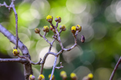 また少し膨らんだ ～植物園にも春の兆しが