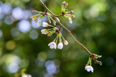 初桜