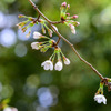 初桜