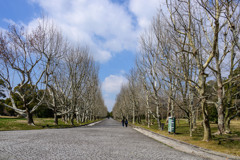 西大路のポプラ並木