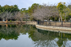 池の畔の桜並木