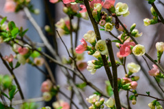 木瓜の花