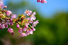河津桜が咲いた #01
