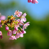 河津桜が咲いた #01