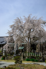 櫻本坊の枝垂桜
