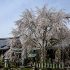 櫻本坊の枝垂桜