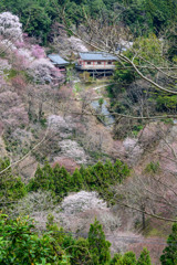 桜に埋もれる