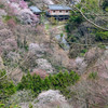 桜に埋もれる