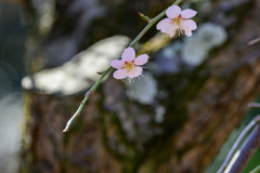 枝垂れ梅 ～植物園にも春の兆しが