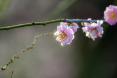 藤牡丹枝垂 ～ 大阪城梅林の梅