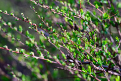 ユキヤマギの芽吹き ～植物園にも春の兆しが