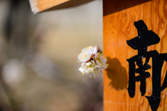 梅の花 ～ 大阪天満宮の梅