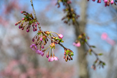 河津桜が咲いた #03