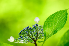 一月ぶりの植物園