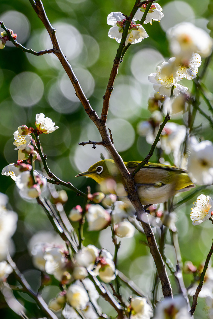 よっ、ウメジロー ～植物園にも春の兆しが