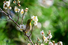 さっそくお食事 ～植物園にも春の兆しが