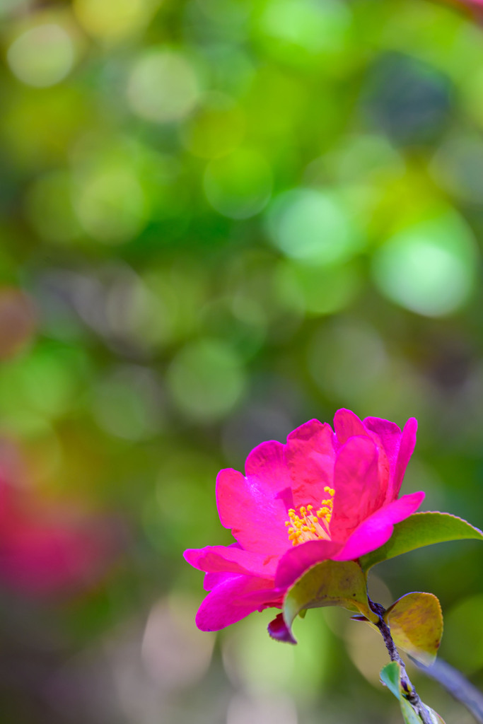陽だまりの山茶花