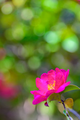 陽だまりの山茶花