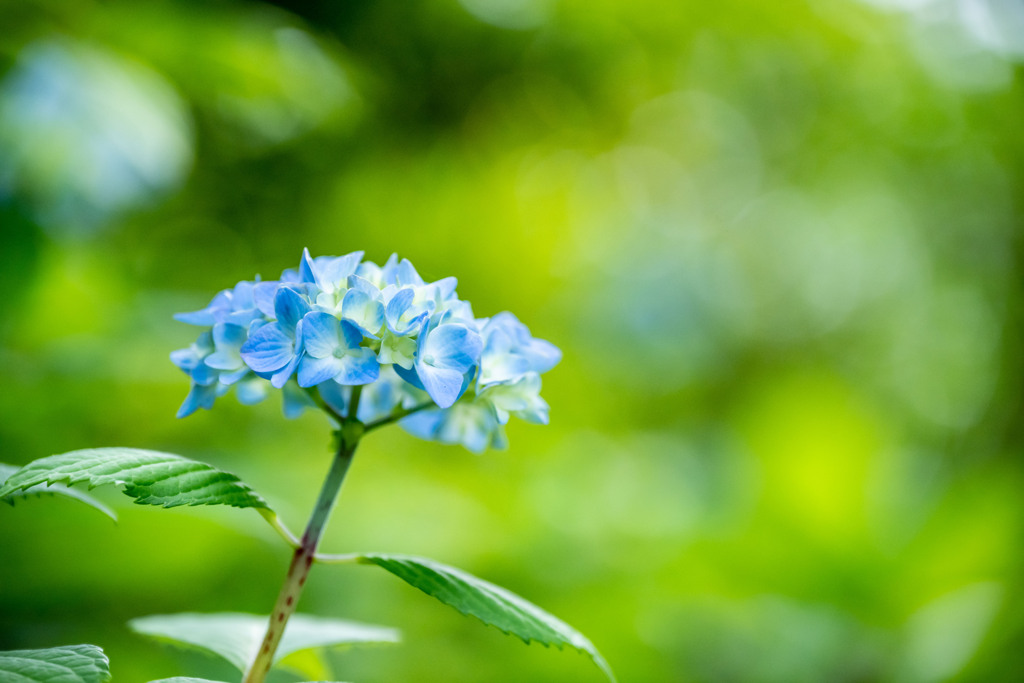 梅雨の中休み