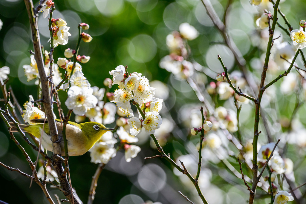 梅とメジロと玉ボケと ～植物園にも春の兆しが