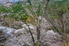 山桜繚乱