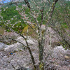 山桜繚乱