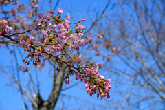 河津桜が咲いた #02