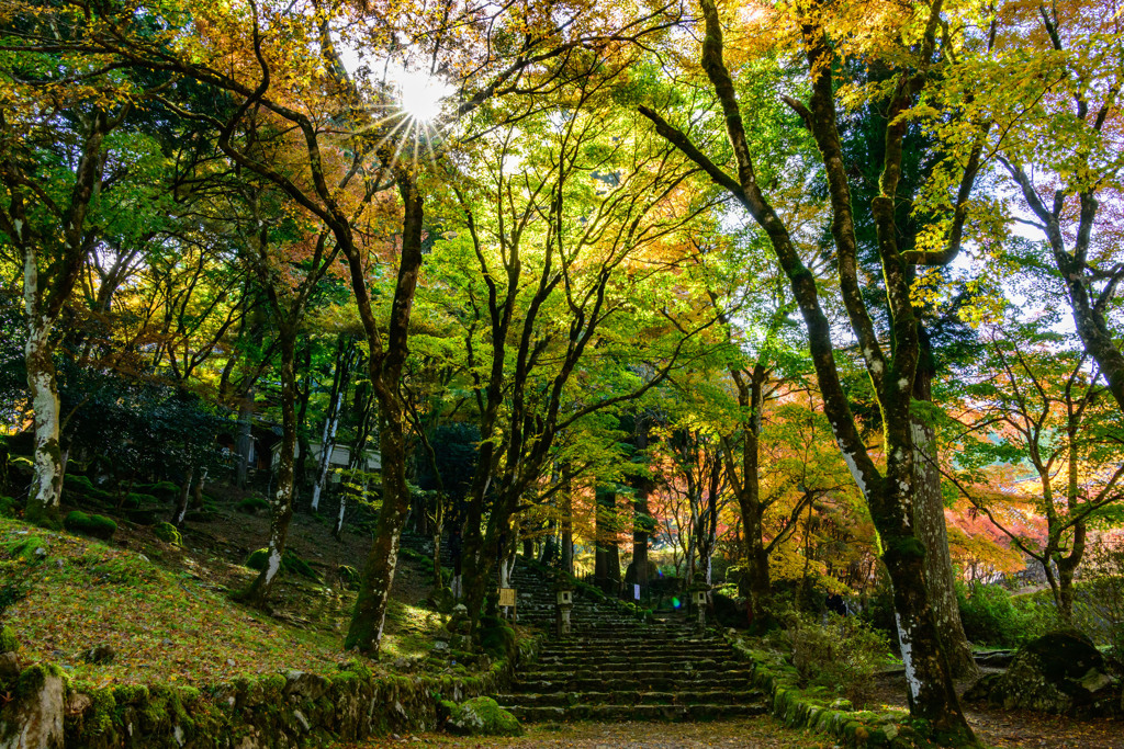 紅葉きらめく