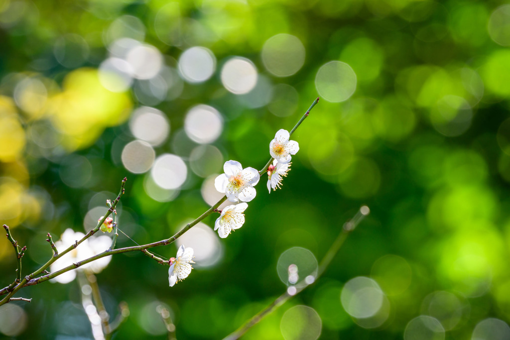 そろそろ見頃 ～ 植物園にも春の兆しが