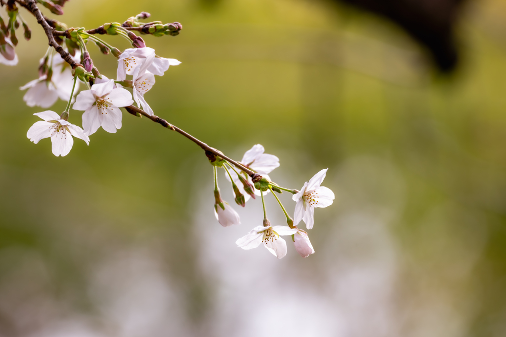 桜が咲いた #01