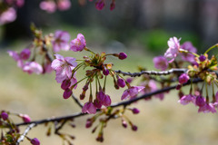河津桜が咲いた #04