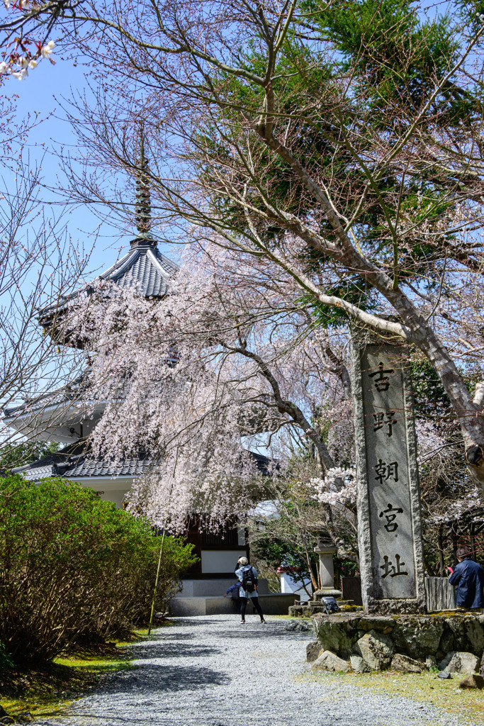 吉野朝宮址の枝垂れ桜