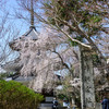 吉野朝宮址の枝垂れ桜