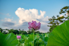 蓮と入道雲