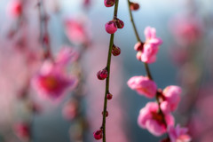 つぼみふくらむ