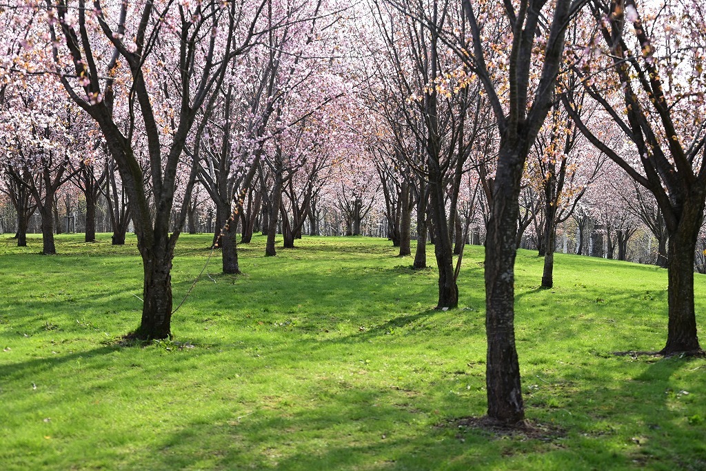 桜林の公園