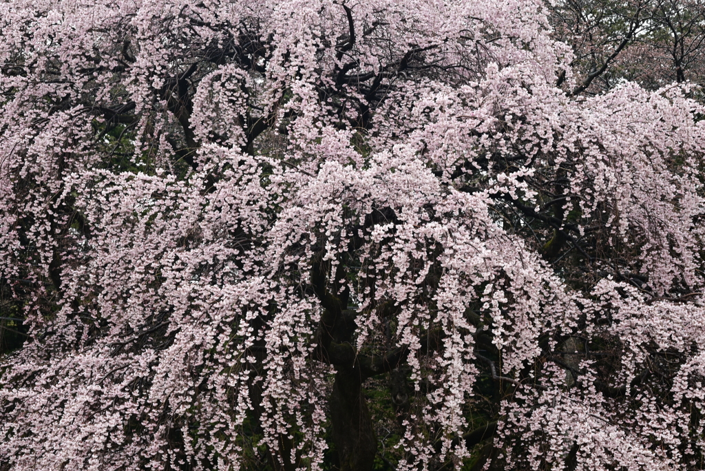 春日城址