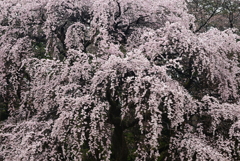 春日城址