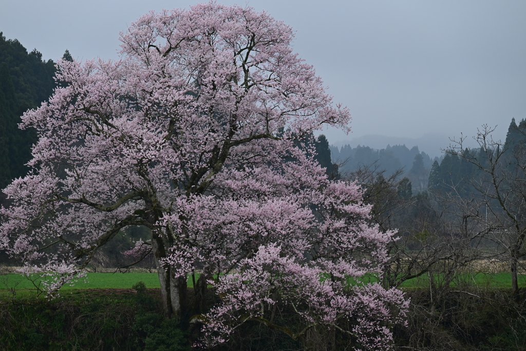向野の桜