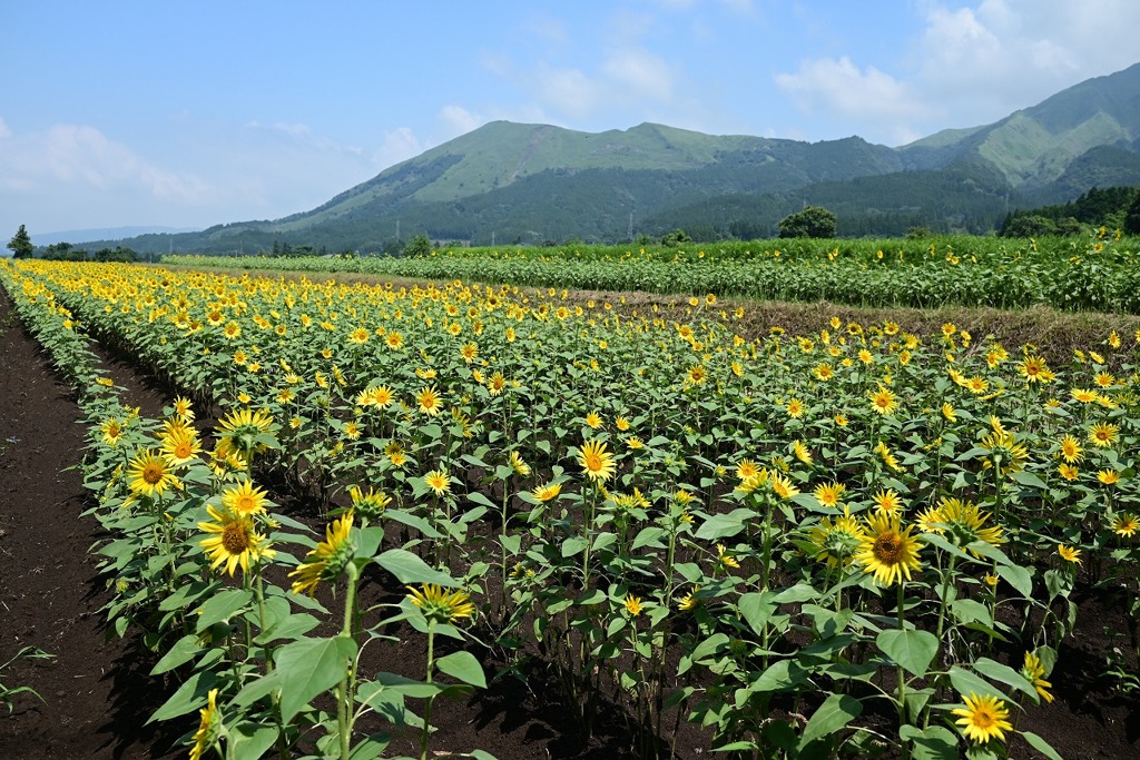 阿蘇ひまわり畑