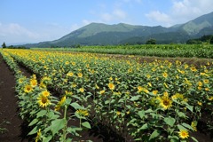 阿蘇ひまわり畑