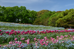 1-馬見丘陵公園