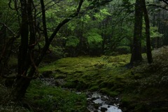 林間の流れ