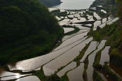 浜野浦の棚田
