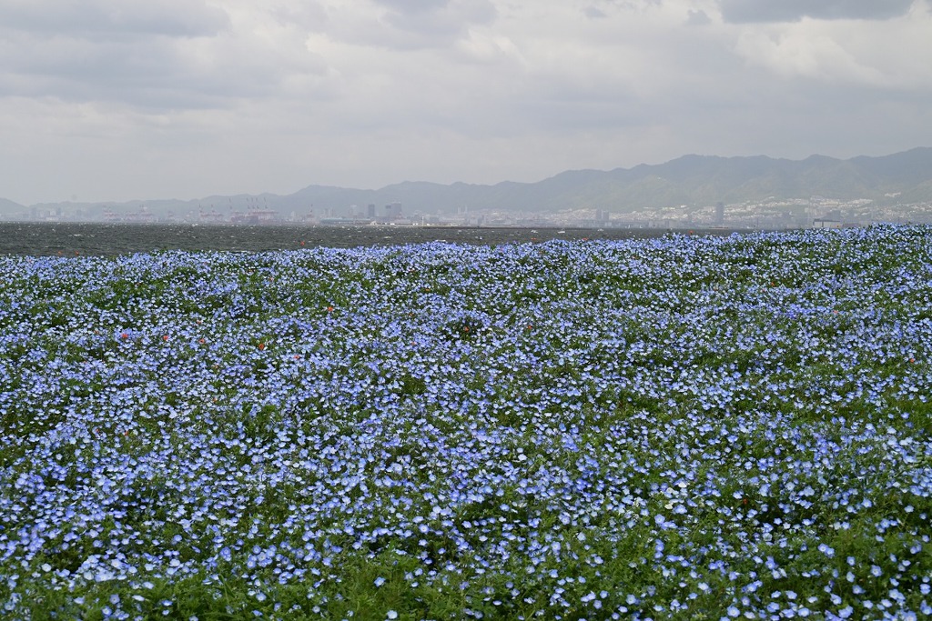 ネモフィラと神戸
