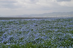 ネモフィラと神戸