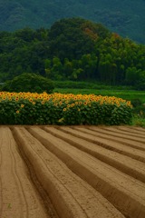夏の畑