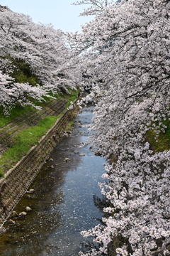 5-佐保川