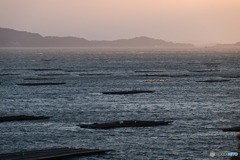 虫明湾の牡蠣筏