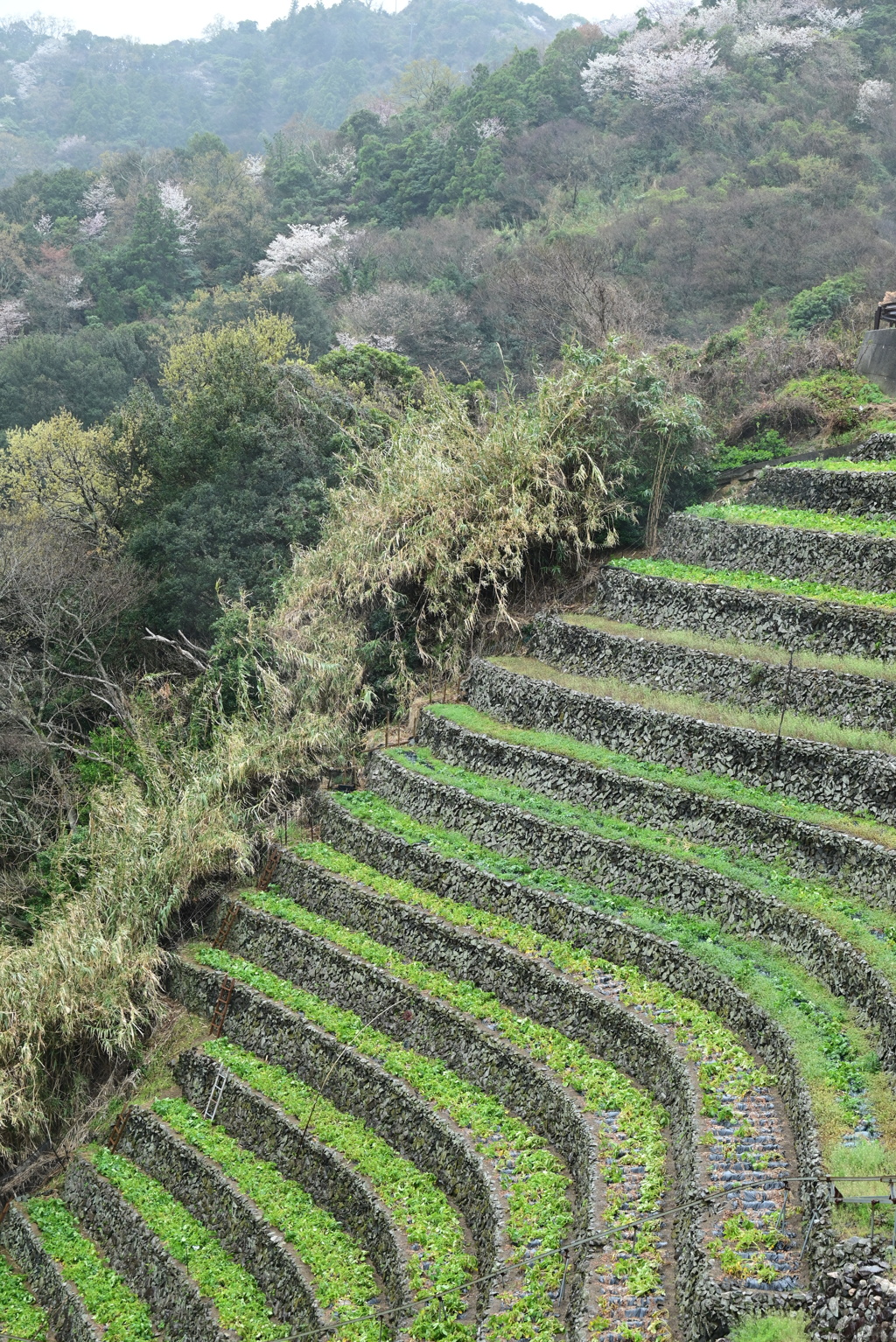 水荷浦の段畑